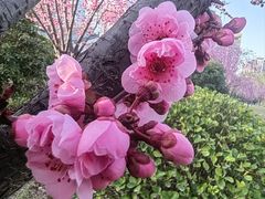 -木塔寺遗址生态公园