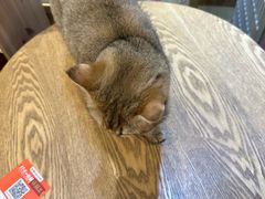 -藏猫猫咖啡主题馆(中央大道店)