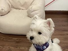 -萌宠之家·腊肠犬·马尔泰·小体犬舍