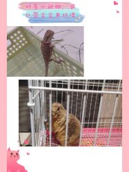 -Moni星球萌宠·小马宝莉·灵蛇·高端高阶全萌宠互动体验俱乐部(红豆国际广场店)