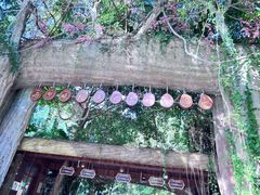 -西双版纳原始森林公园