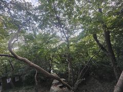 -紫金山山顶公园