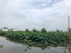 -同銮特种养殖场·龙虾垂钓