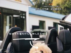-Sultan pakistan苏单巴基斯坦