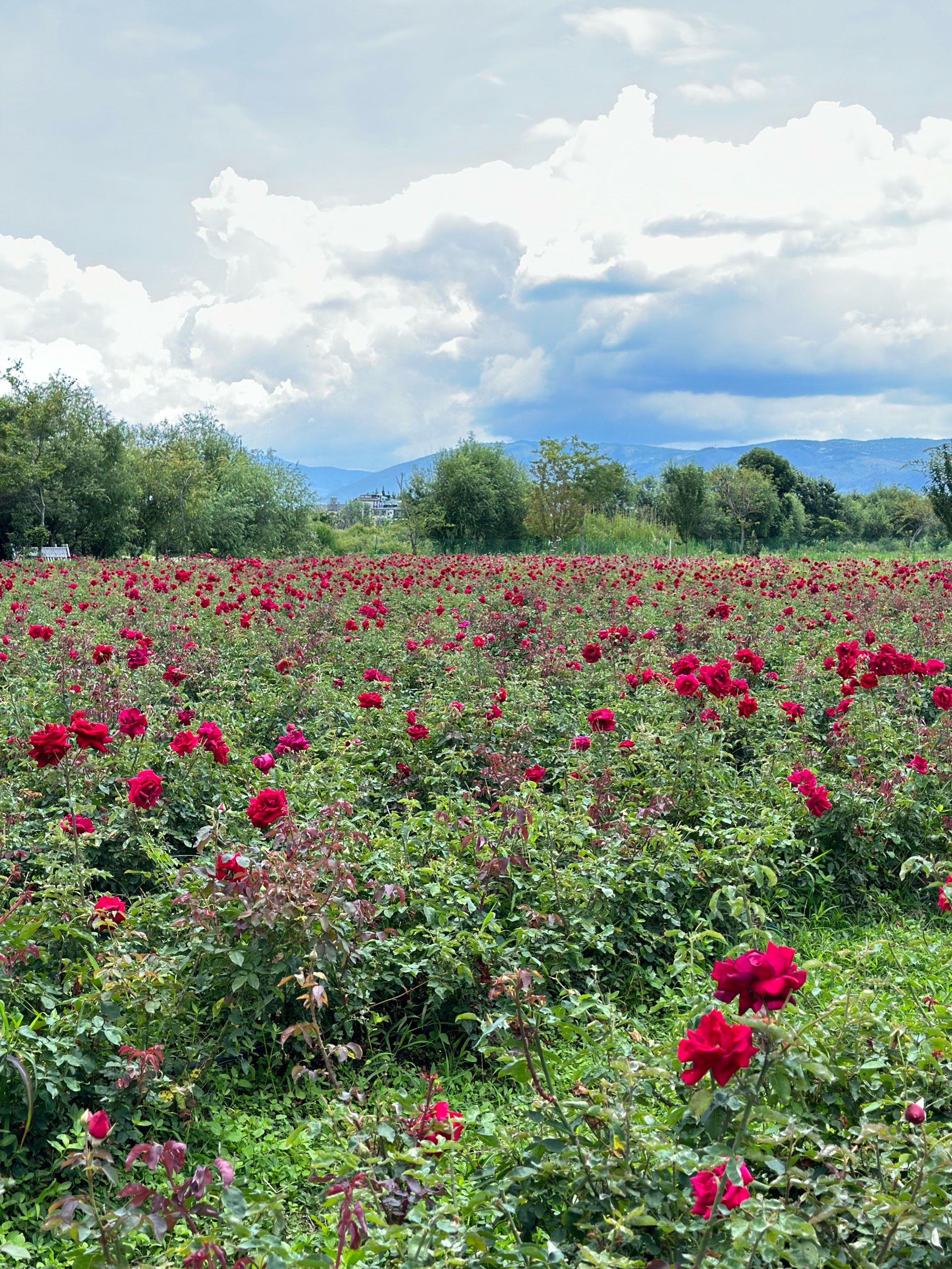 玫瑰花海里的浪漫记