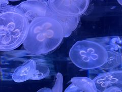 -芜湖新华联大白鲸海洋公园