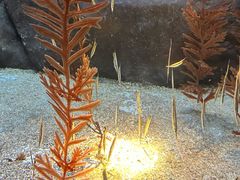 -上海海洋水族馆