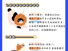 -猫十亿·布偶金渐层·曼基康矮脚猫舍(青年路店)