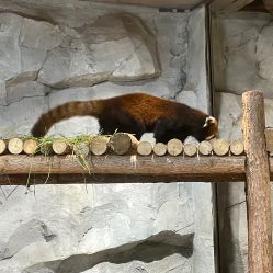 -Zoolung Zoolung动物主题公园(海信广场店)