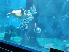 -北戴河圣蓝海洋公园