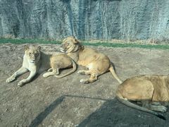 -北京野生动物园