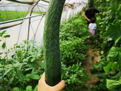 -庞各庄西瓜蔬菜采摘园·锦华瓜园