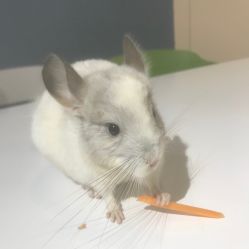 -Moni星球萌宠·小马宝莉·灵蛇·高端高阶全萌宠互动体验俱乐部(红豆国际广场店)