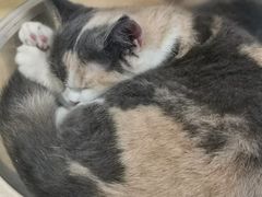 -楼上猫咖(罗湖店)
