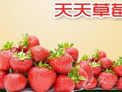 -青浦采草莓天天草莓园
