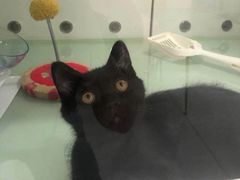 -糯米喵星人·撸猫猫舍咖啡馆(西市场嘉华店)