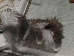 -momokira米努特·德文卷毛猫·棉花面纱犬
