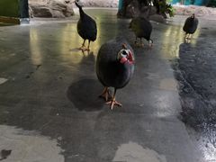 -海合安武汉极地海洋公园