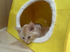 -爪爪喵星球·猫舍(卓悦中心店)