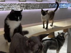 -more than meow吴止猫主题餐厅(承德 中船汇店)