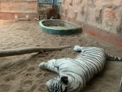 -清迈夜间动物园