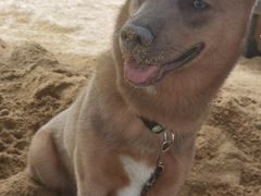 -日照灯塔风景区