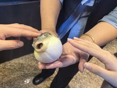 -肆月河豚·淮扬菜·湘菜(华天店)