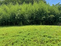 -良渚古城遗址公园