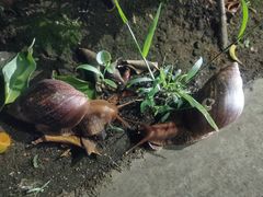 -融信华邑酒店·鲜艳西餐厅