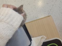 -喵园·猫主题咖啡厅·撸猫·猫咖(国贸店)