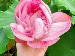 -陈家山荷花公园