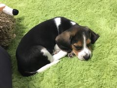-北京观赏动物医院·24小时大型综合·猫专科·异宠专科