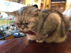 -猫色咖啡·猫咖