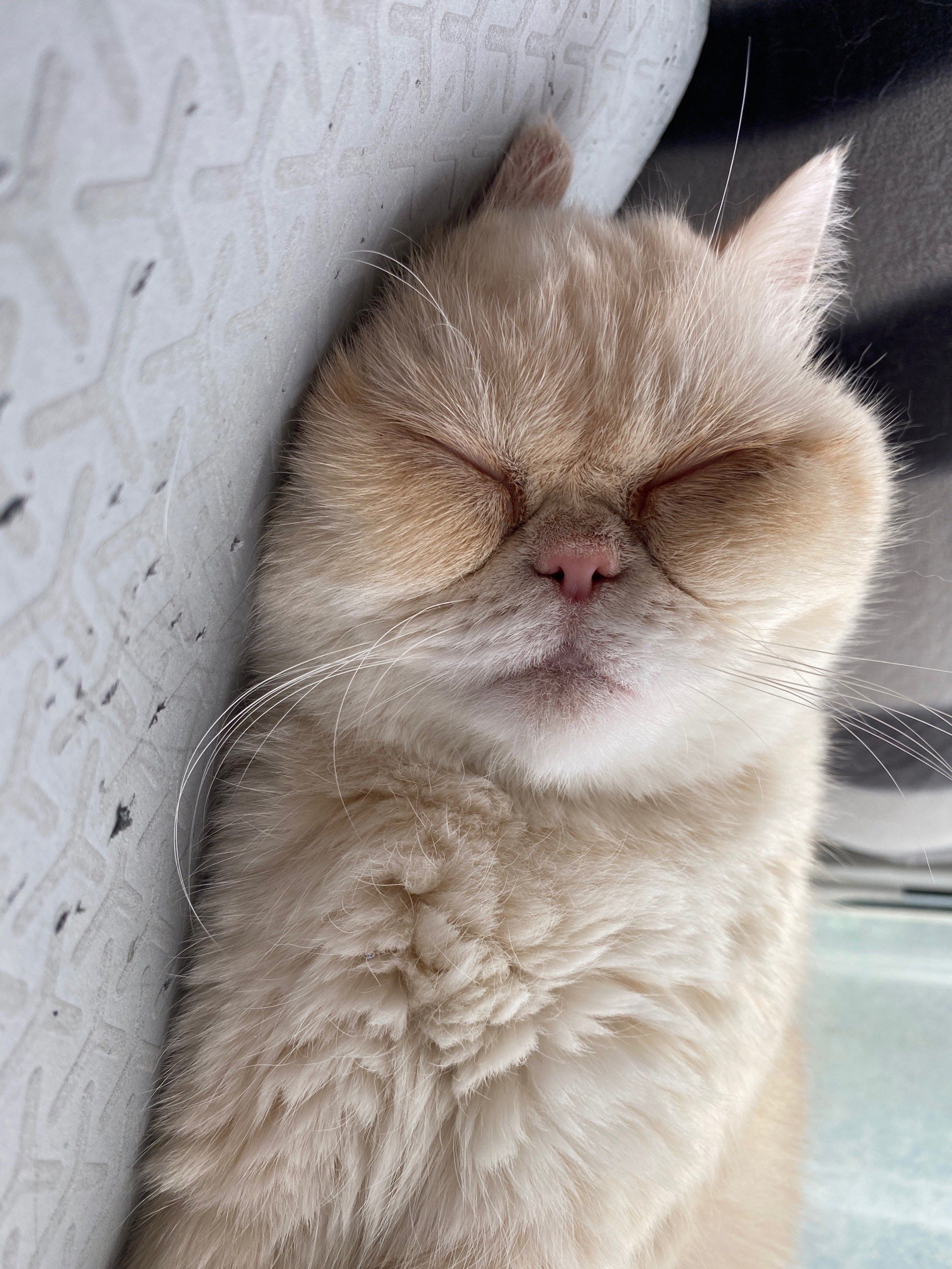 只有我喜欢拍睡觉的小猫咪吗?