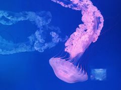 -芜湖新华联大白鲸海洋公园