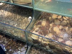 -仙螺岛海鲜自助餐厅(总店)