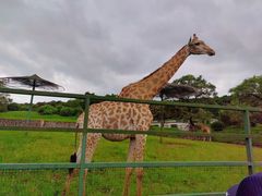 -沈阳森林动物园