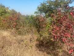 -北京西山国家森林公园