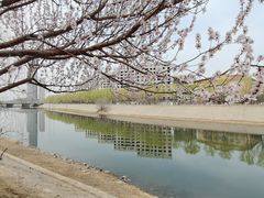 -桃花堤公园