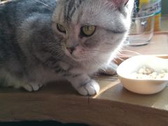 -猫猫幼稚园·撸猫·桌游·电玩