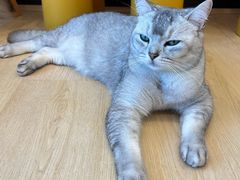 -有喵·猫咖·狗咖·40+猫狗有小奶狗(岗厦店)