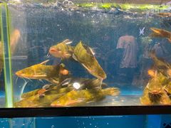 黄骨鱼-盒马鲜生(曜一城店)