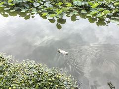 -翠湖公园