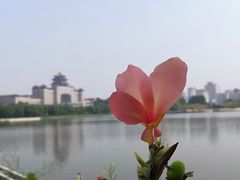 -莲花池公园