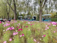 -野鸭湖国家湿地公园