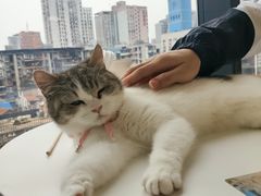 -怪兽屋·羊驼·猫咖·狗咖(俊华广场店)