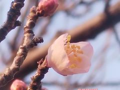 -无锡梅园公园