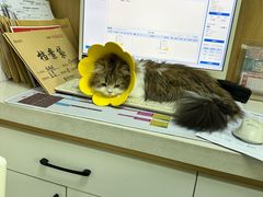 -瑞派长江宠物医院·猫科·外科·24小时夜护(谊城公寓分院)