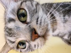 -Meowの猫咖(万家丽店)