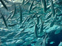 -上海海洋水族馆